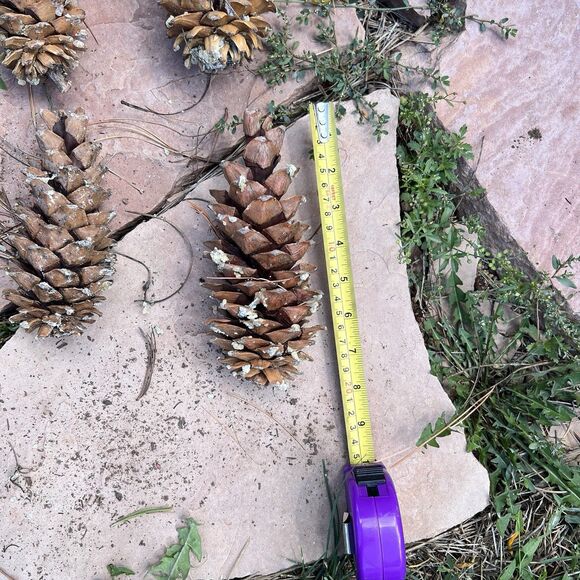 Lot of 20 Golden Giant Long Sugar Pine Cones 7"-9" Freshly Dropped Flagstaff, AZ - Picture 5 of 11